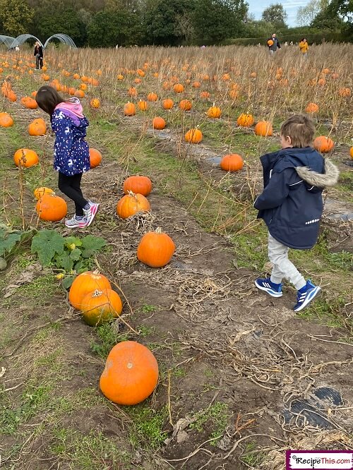 pumpkin picking for pumpkin soup